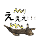 キジトラのおまめ（個別スタンプ：24）