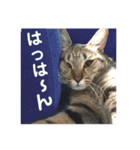 キジトラのおまめ（個別スタンプ：31）