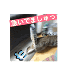 キジトラのおまめ（個別スタンプ：32）