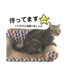 キジトラのおまめ（個別スタンプ：38）