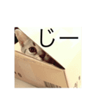 小太郎というアメリカンショートヘア猫（個別スタンプ：1）