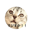 小太郎というアメリカンショートヘア猫（個別スタンプ：4）