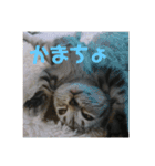 小太郎というアメリカンショートヘア猫（個別スタンプ：6）