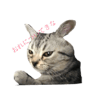 小太郎というアメリカンショートヘア猫（個別スタンプ：9）