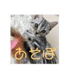 小太郎というアメリカンショートヘア猫（個別スタンプ：10）