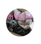 小太郎というアメリカンショートヘア猫（個別スタンプ：12）