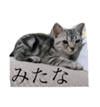 小太郎というアメリカンショートヘア猫（個別スタンプ：13）