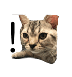 小太郎というアメリカンショートヘア猫（個別スタンプ：16）