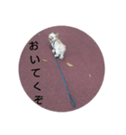 イヌ 3匹（個別スタンプ：5）