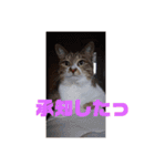 ミミとケビ（個別スタンプ：3）
