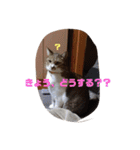 ミミとケビ（個別スタンプ：5）