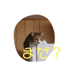 ミミとケビ（個別スタンプ：7）