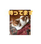 ミミとケビ（個別スタンプ：8）