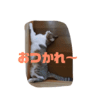 ミミとケビ（個別スタンプ：13）