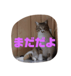 ミミとケビ（個別スタンプ：19）