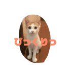 ミミとケビ（個別スタンプ：22）