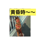 けんたろうのつぶやき（個別スタンプ：2）