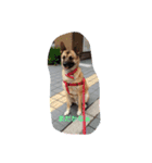 けんたろうのつぶやき（個別スタンプ：5）