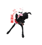 ハッピー台湾の犬（個別スタンプ：1）
