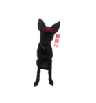 ハッピー台湾の犬（個別スタンプ：3）
