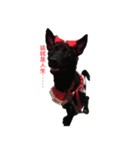 ハッピー台湾の犬（個別スタンプ：5）