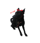ハッピー台湾の犬（個別スタンプ：9）