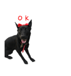 ハッピー台湾の犬（個別スタンプ：10）