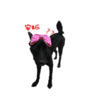 ハッピー台湾の犬（個別スタンプ：12）