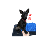 ハッピー台湾の犬（個別スタンプ：14）