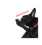 ハッピー台湾の犬（個別スタンプ：15）