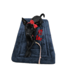 ハッピー台湾の犬（個別スタンプ：16）