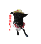 ハッピー台湾の犬（個別スタンプ：17）