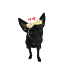 ハッピー台湾の犬（個別スタンプ：20）