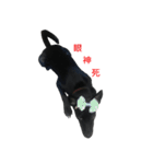 ハッピー台湾の犬（個別スタンプ：21）
