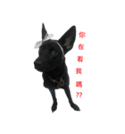 ハッピー台湾の犬（個別スタンプ：23）