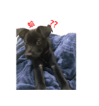 ハッピー台湾の犬（個別スタンプ：26）