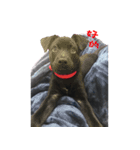 ハッピー台湾の犬（個別スタンプ：27）