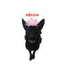 ハッピー台湾の犬（個別スタンプ：30）