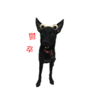 ハッピー台湾の犬（個別スタンプ：31）