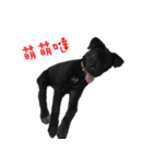 ハッピー台湾の犬（個別スタンプ：32）