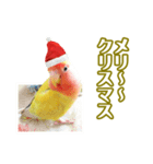 ピヨちゃんのクリスマス（個別スタンプ：1）