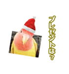 ピヨちゃんのクリスマス（個別スタンプ：2）