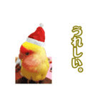 ピヨちゃんのクリスマス（個別スタンプ：5）