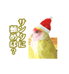 ピヨちゃんのクリスマス（個別スタンプ：7）