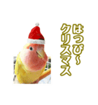 ピヨちゃんのクリスマス（個別スタンプ：8）