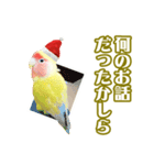 ピヨちゃんのクリスマス（個別スタンプ：11）