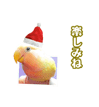 ピヨちゃんのクリスマス（個別スタンプ：12）