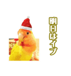 ピヨちゃんのクリスマス（個別スタンプ：15）