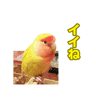 コザクラインコのピヨちゃん2（個別スタンプ：1）