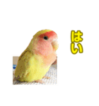 コザクラインコのピヨちゃん2（個別スタンプ：13）